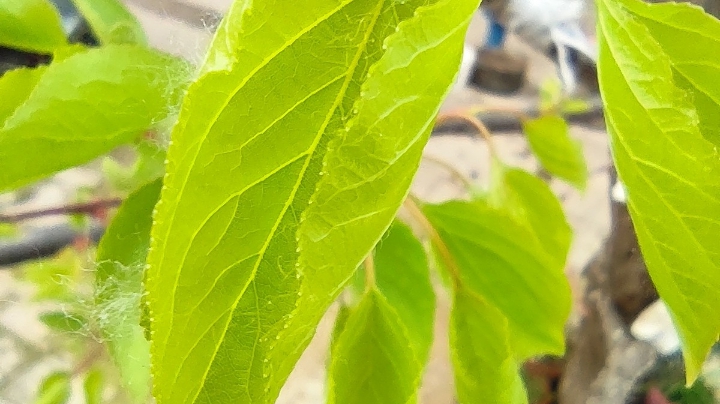 s5 新版本