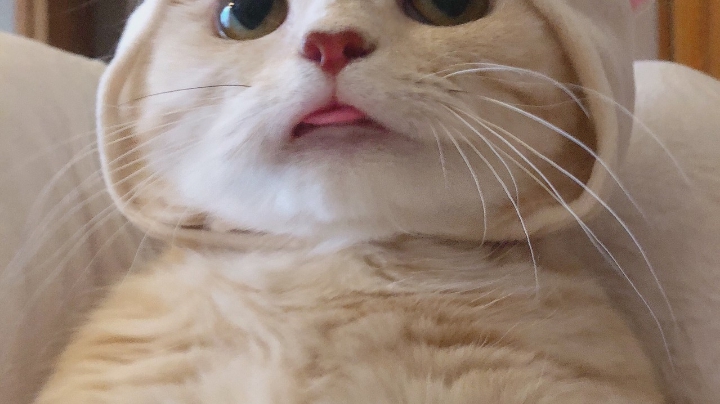 王者