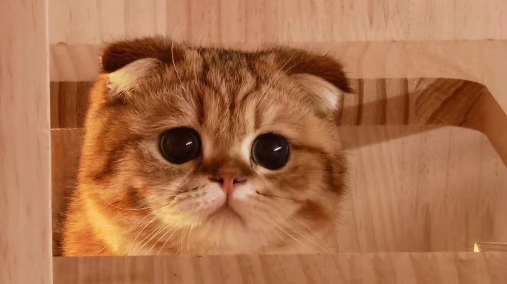 达咩哟