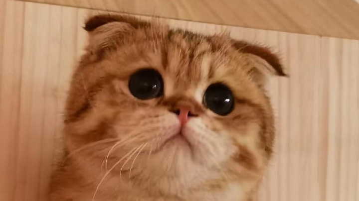 哦豁
