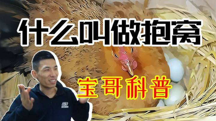 我已经3分钟没听抱窝的故事了。