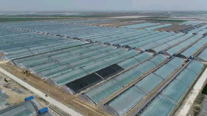 美丽乡村｜山东青岛平度市：引进“扶贫农创体” 摘得甜蜜“致富果”