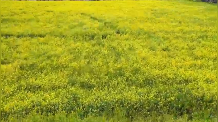 山东相册｜青岛平度市李园街道：油菜花间 尽享美事