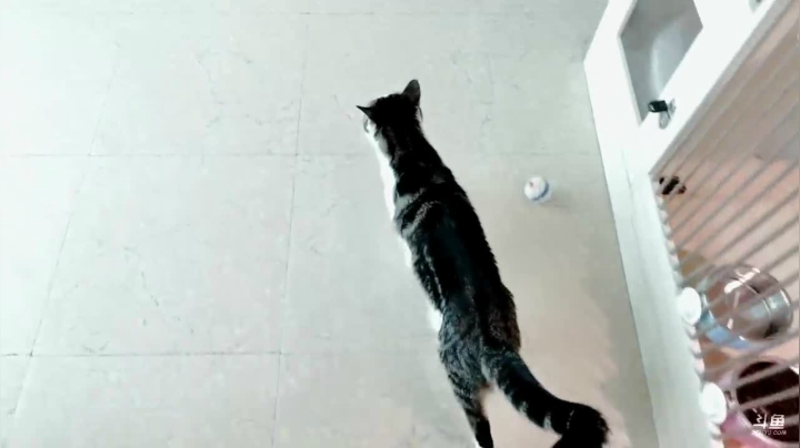 【2021-04-24 14点场】猫狗大联盟：宠物领养猫狗大联盟