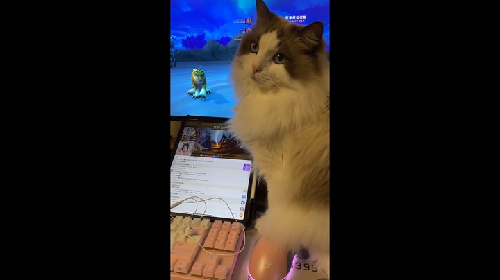 小猫咪能有什么坏心眼呢？