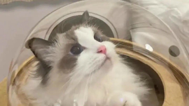 不摆烂