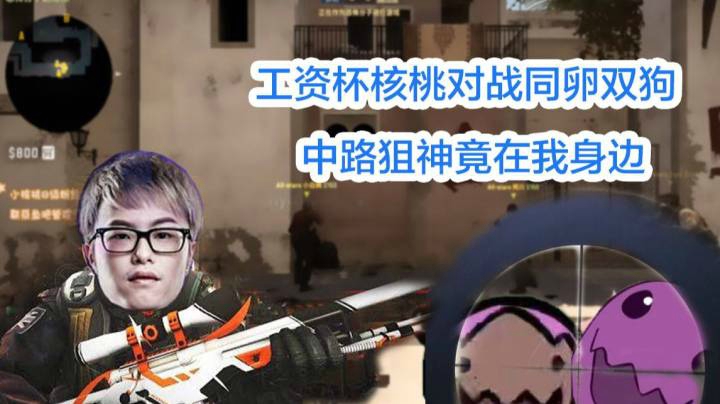 工资杯核桃对战同卵双狗