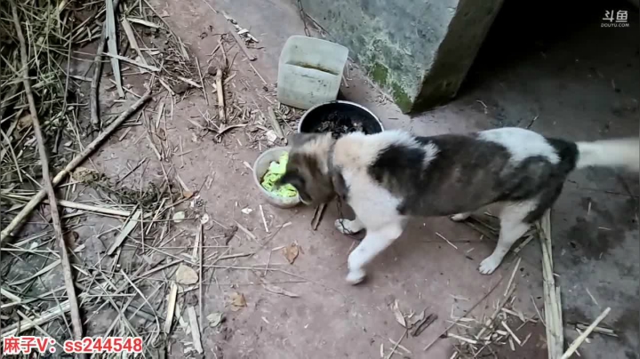 【2021-05-03 19点场】叶子户外：天下第一雄关 嘉峪关