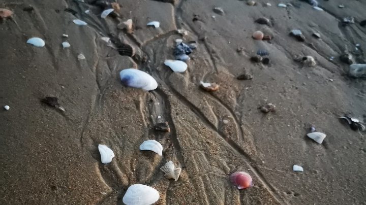 日常-带狗狗海边去散散步