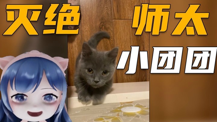 【一条小团团】当团团养猫了之后~
