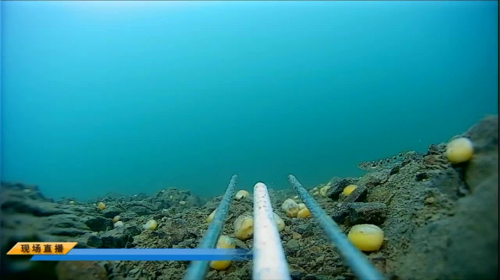 【2021-05-07 17点场】中华户外钓鱼：大水库干大青