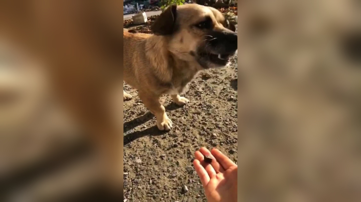 我们中华田园犬就是这么感动 拿在手里的不吃 放在地上才吃