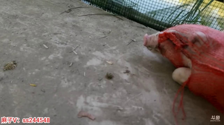 【2021-05-08 14点场】叶子户外：叶子在杭州义乌