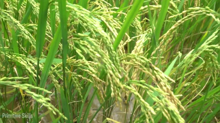 第二季1080P E40近期成果【真人我的世界-空手发展-单人炼铁】