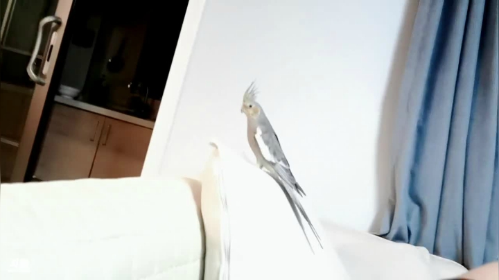 【2021-05-09 20点场】正经人令北：【令北】小刘的一天