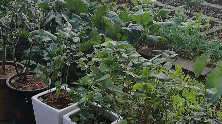 屋顶花园採鱼腥草做凉茶