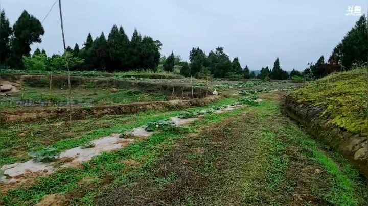 【2021-05-11 11点场】川味箩卜：十一点开播