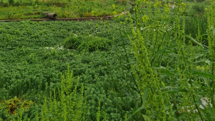 到河边去摘桑果泡桑葚酒