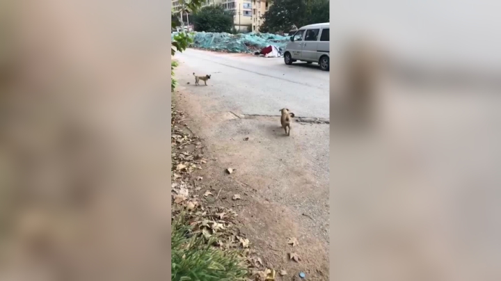 傻狗的日常 每天在我面前感动的一幕 胆子很小不敢靠近 姐姐每天叼去给妹妹吃