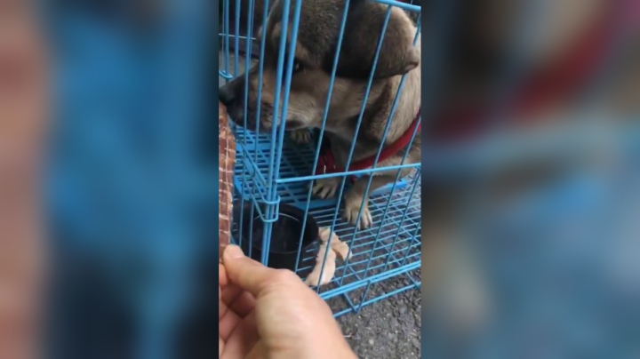 其实都很乖很懂的 叫它们轻轻 都会轻轻地吃不抢食