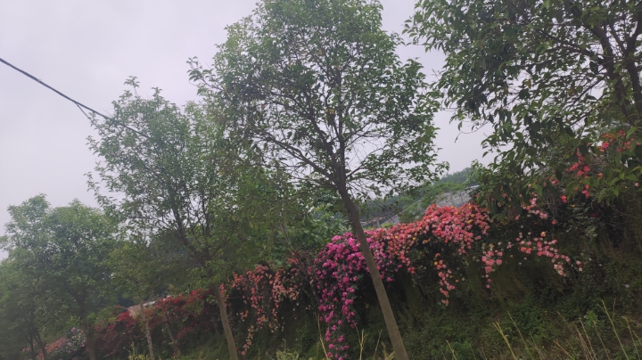 乡村风景