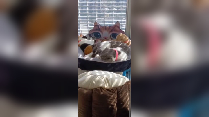 孤独是我，我是孤独