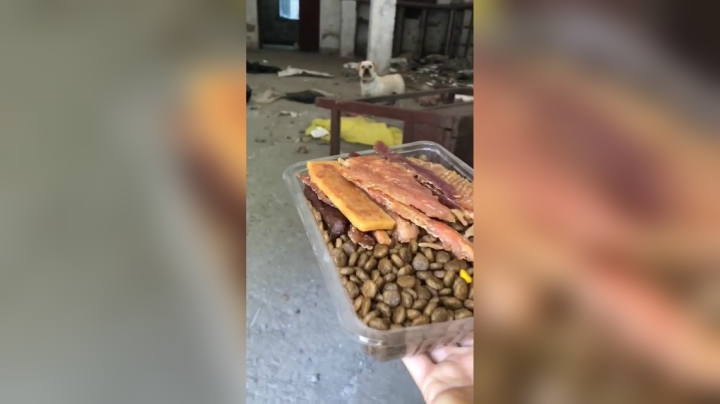 绝育做好回来了往后余生希望能好好的活着