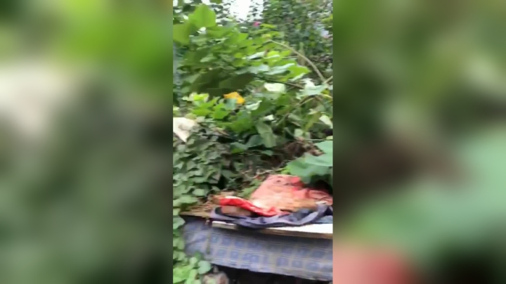法斗一大家子还好转移的早他之前的地方已经全部封禁了