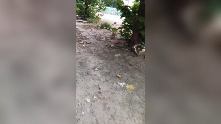 它每次等着要零食 要了自己不吃叼去给它妹妹吃