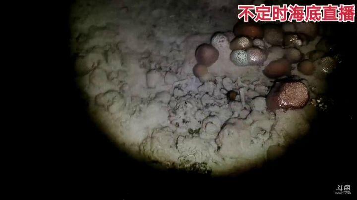 【2021-05-15 20点场】海道丶：赶海了 上巨物啦！
