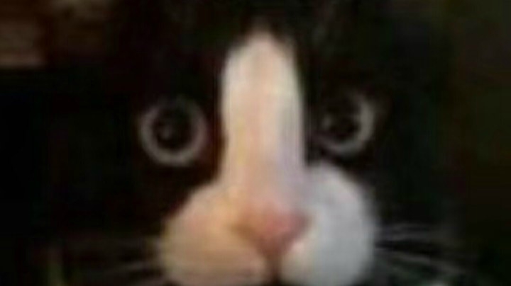 几把猫