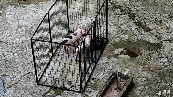 【2021-05-17 16点场】叶子户外：全鱼宴整起