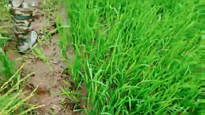 【2021-05-17 14点场】洪湖小肖：活到老学到老！