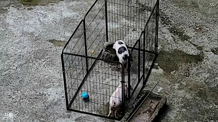 【2021-05-17 14点场】叶子户外：全鱼宴整起