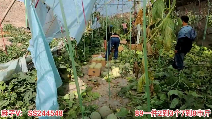 【2021-05-22 09点场】叶子户外：新疆哈密瓜地