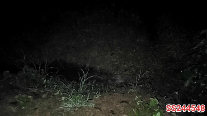 【2021-05-22 20点场】叶子户外：雨天连夜干塘