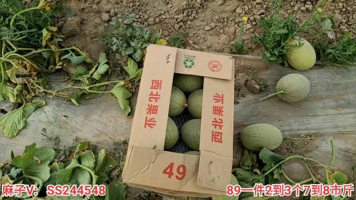 【2021-05-22 08点场】叶子户外：新疆哈密瓜地