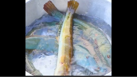 表嫂做海猪鱼美食 真好吃啊 Undefined的鱼吧 斗鱼鱼吧 表嫂做海猪鱼美食 真好吃啊 Undefined的鱼吧 斗鱼鱼吧