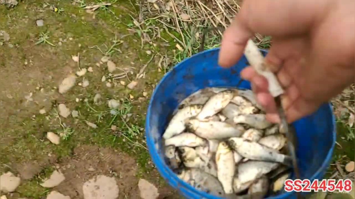 【2021-05-23 14点场】叶子户外：干塘找甲鱼