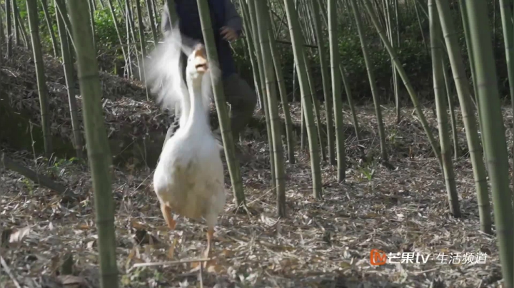 【美食】YESHI小哥的精彩时刻 20210524 11点场