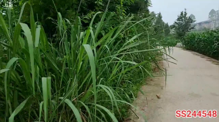 【2021-05-24 16点场】叶子户外：干塘找甲鱼