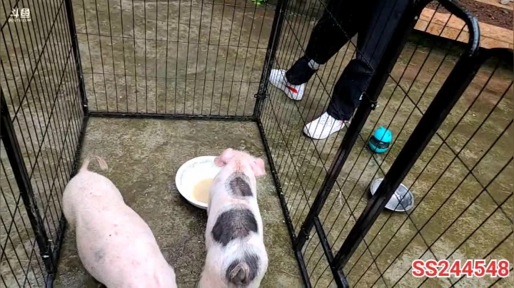 【2021-05-25 13点场】叶子户外：下雨啥也干不了