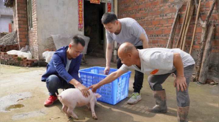 猪圈空了，给四伯添置两只小猪崽，看四伯科普如何判断猪崽长势