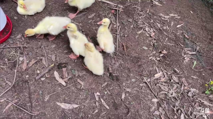 【2021-05-27 16点场】叶子户外：《纪实直播》新疆大巴扎