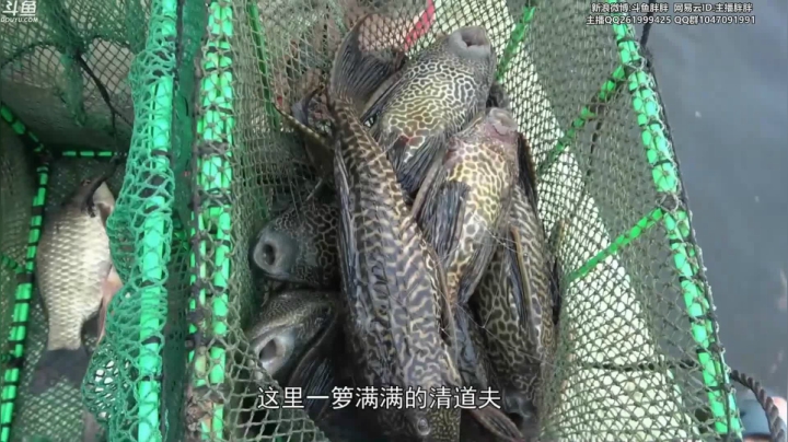 【2021-05-27 03点场】胖胖灬：胖胖OB：LPL战队韩服备战夏季赛！