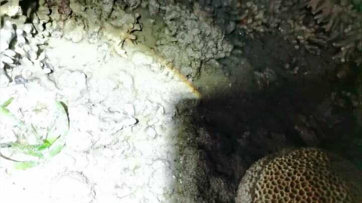 【2021-05-28 20点场】海道丶：花式赶海节目