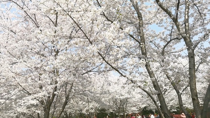 尧尧老师带你溜达《无锡金匮公园》