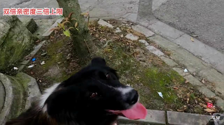 【2021-05-30 16点场】逐梦兄弟：今天天气真好 5025477