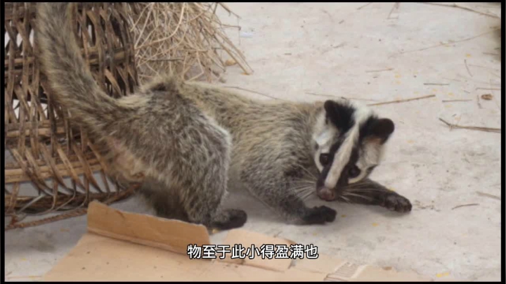 小满：小满不满，小得盈满，多雨潮湿，谷物相继成熟