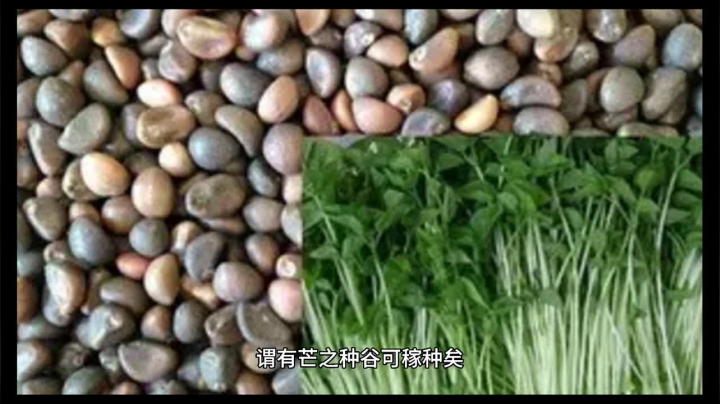 芒种：天气炎热，抢收小麦，忙插秧